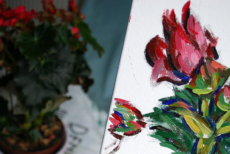 Begonia, 20 Feb 2013