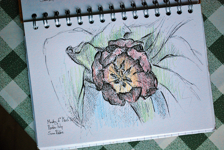 Drawing of rainbow tulips