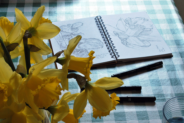 Drawing daffodils