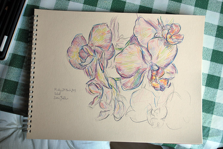 Pencil drawing of orchid plant