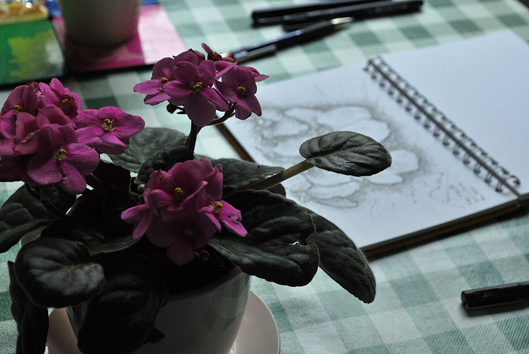Drawing a primula in a tea cup