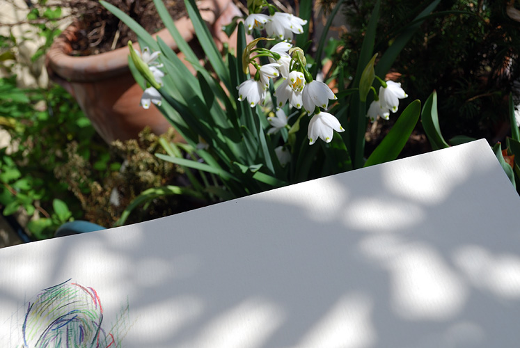 Drawing snowdrops by Simon Birtall