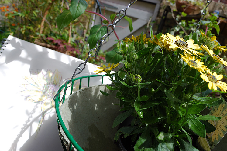 Simon Birtall's drawing of an Osteospermum ecklonis