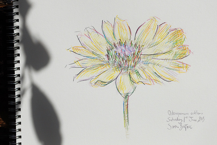 Drawing of Osteospermum ecklonis by Simon Birtall