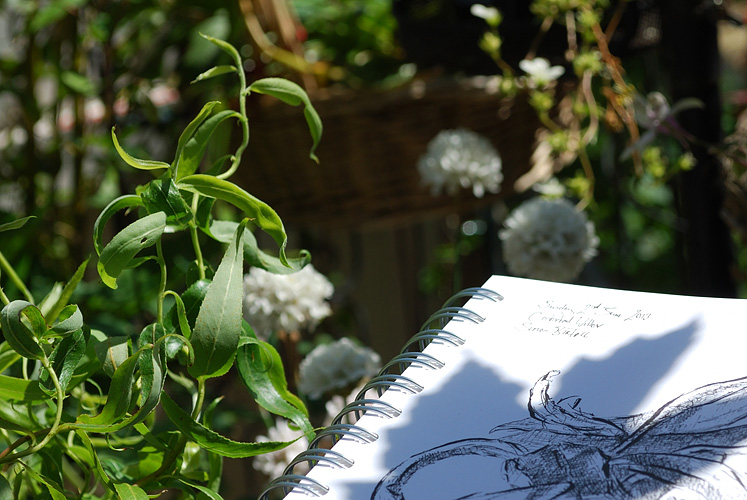 Drawing of a Contorted willow by Simon Birtall