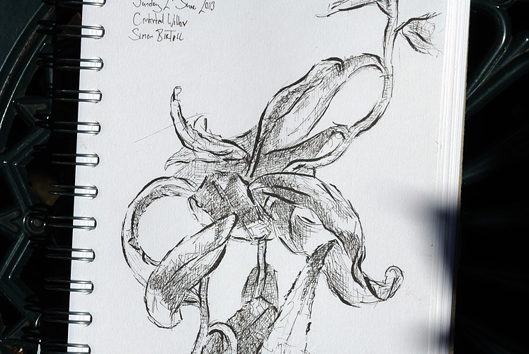 Drawing of a Contorted Willow by Simon Birtall