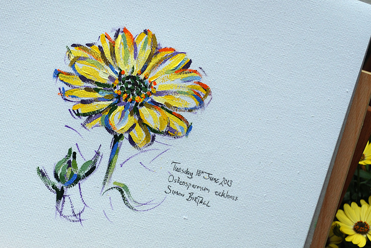 Painting of osteospermum ecklonis by Simon Birtall