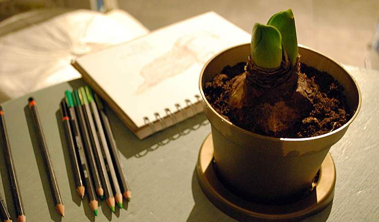 Drawing amaryllis shoots