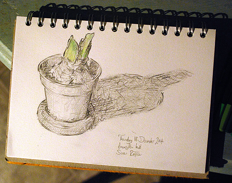 Drawing of an amaryllis plant