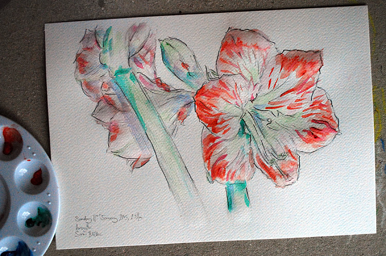 Watercolour painting of an amaryllis