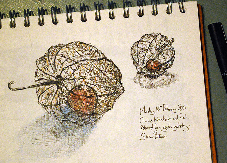 Chinese Lantern husk drawings